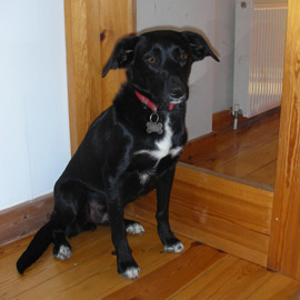 Black Labrador - Ruby - Tricia Wills Dog Trainer